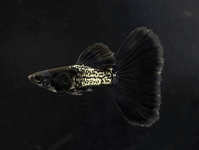 Guppy - Black Snake Skin Male Micro Aquatic Shop