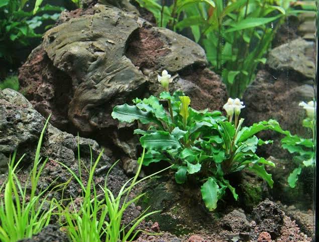 Bucephalandra - Wavy Green Micro Aquatic Shop