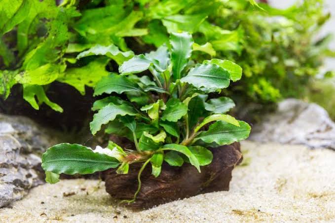 Bucephalandra - Wavy Green Micro Aquatic Shop