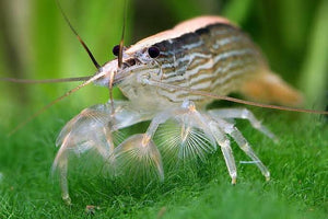 Australian Riffle Shrimp - Filter Shrimp (ULTRA RARE) Micro Aquatic Shop