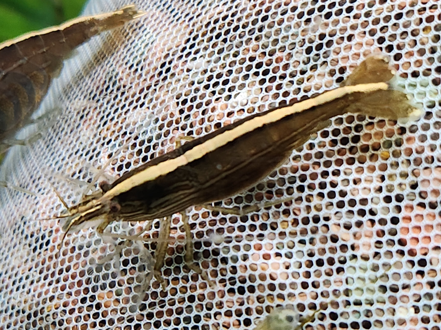 Australian Riffle Shrimp - Filter Shrimp (ULTRA RARE) Micro Aquatic Shop