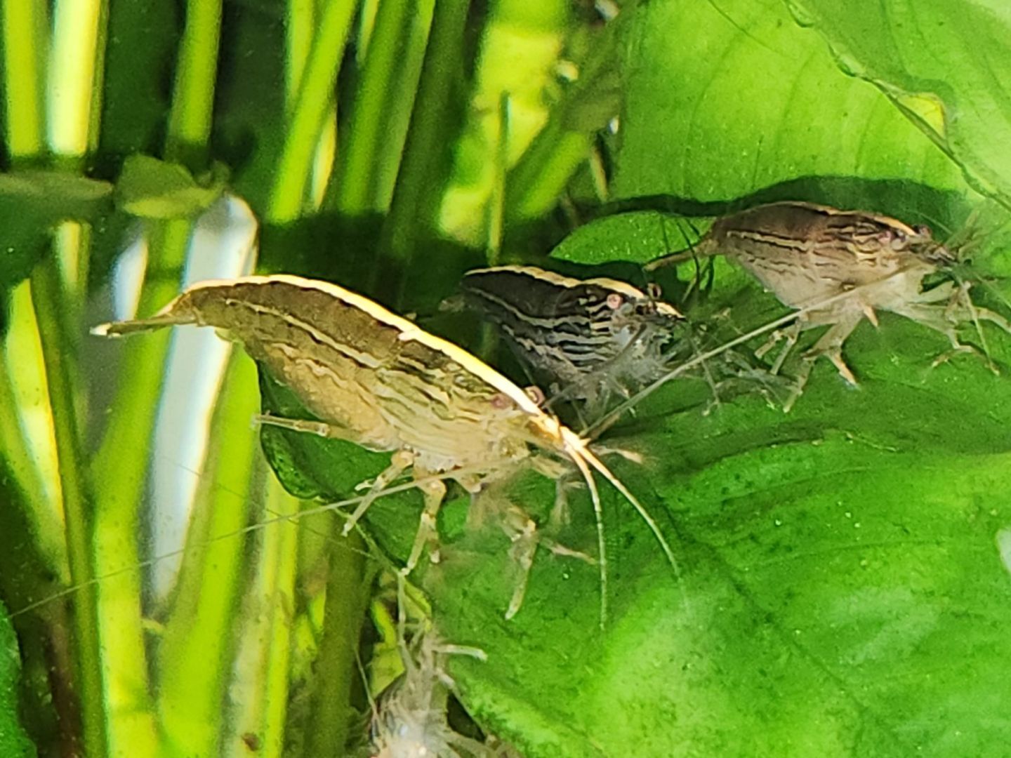 Australian Riffle Shrimp - Filter Shrimp (ULTRA RARE) Micro Aquatic Shop