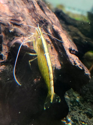 Australian Riffle Shrimp - Filter Shrimp (ULTRA RARE) Micro Aquatic Shop