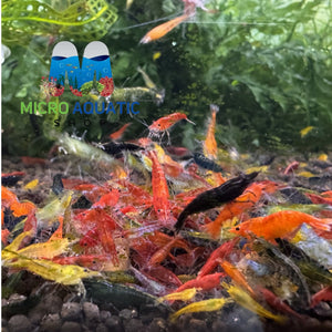 Cherry Shrimp - Mix Colour 1cm Micro Aquatic Shop
