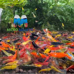 Cherry Shrimp - Mix Colour 1cm Micro Aquatic Shop