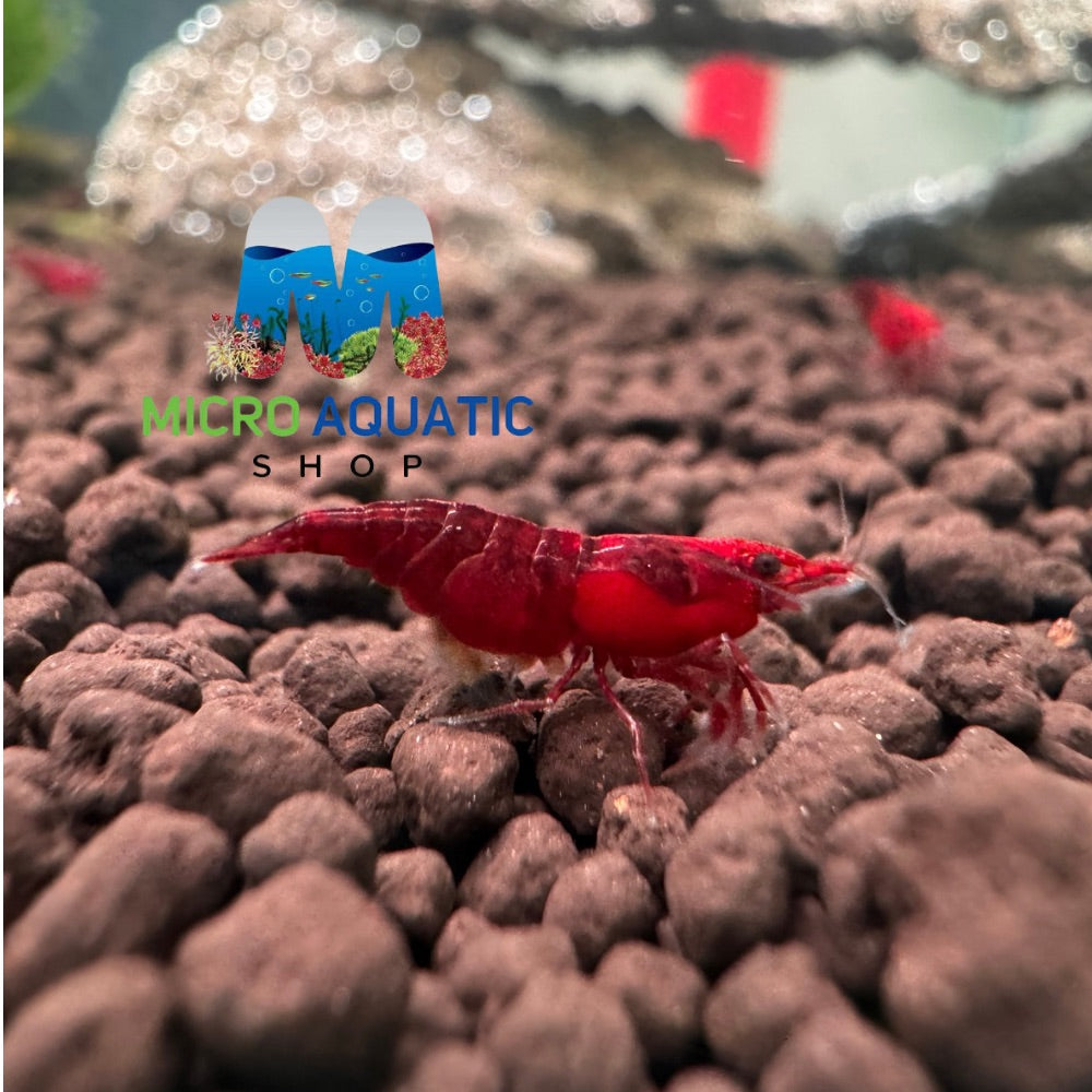 Cherry Shrimp - Bloody Mary 1cm Micro Aquatic Shop