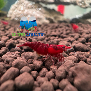 Cherry Shrimp - Bloody Mary 1cm Micro Aquatic Shop