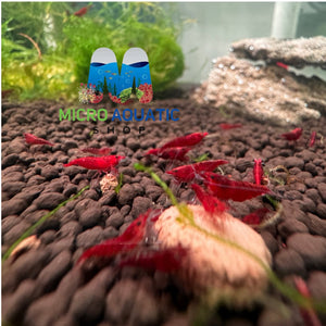 Cherry Shrimp - Bloody Mary 1cm Micro Aquatic Shop