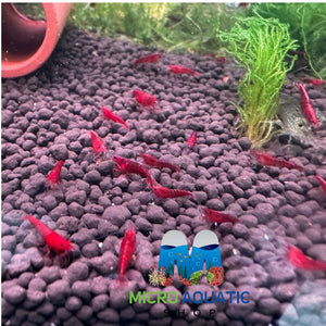 Cherry Shrimp - Bloody Mary 1cm Micro Aquatic Shop