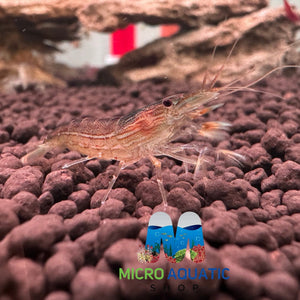 Australian Riffle Shrimp - Filter Shrimp (ULTRA RARE) Micro Aquatic Shop