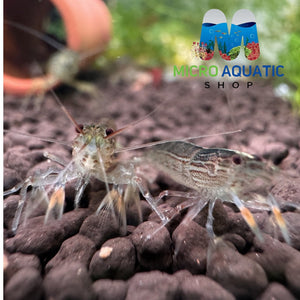 Australian Riffle Shrimp - Filter Shrimp (ULTRA RARE) Micro Aquatic Shop