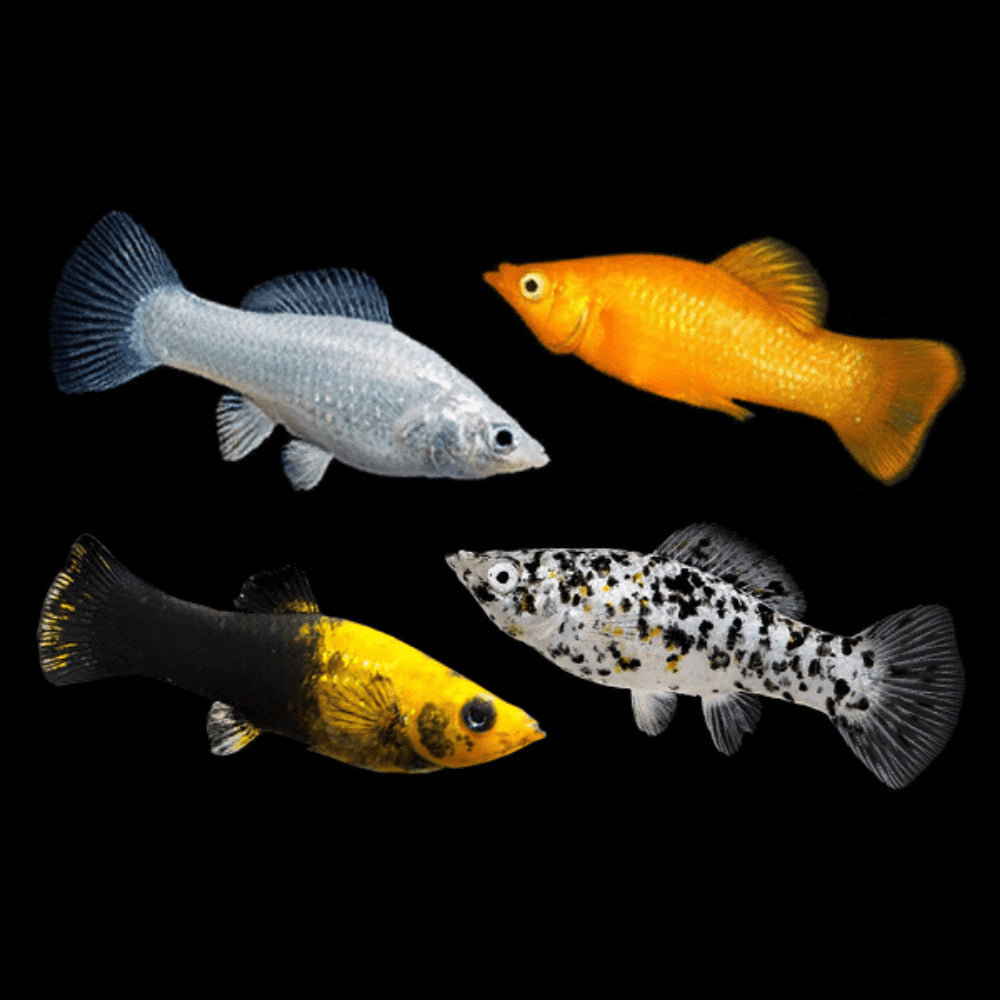 Mollies – Assorted 4cm Show Micro Aquatic Shop