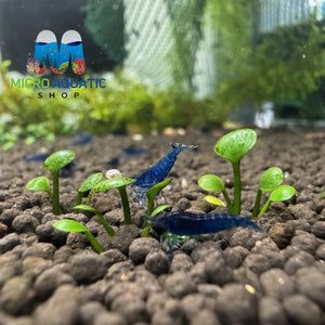 Low tech carpet plant - Marselia hirsuta Micro Aquatic Shop