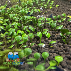 Low tech carpet plant - Marselia hirsuta Micro Aquatic Shop