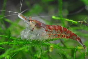 BUY 10 GET 5 FREE Cherry Shrimp - Wild Form 1cm Micro Aquatic Shop