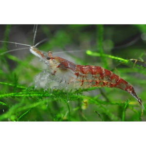 Cherry Shrimp - Wild Form 1cm Micro Aquatic Shop