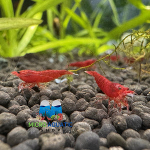 Cherry Shrimp - Fire Red 1cm Micro Aquatic Shop