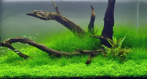 Tissue Culture - Eleocharis Acicularis mini - HG Micro Aquatic Shop