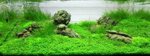 Tissue Culture - Eleocharis Acicularis mini - HG Micro Aquatic Shop