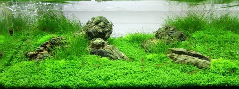 Tissue Culture - Eleocharis Acicularis mini - HG Micro Aquatic Shop