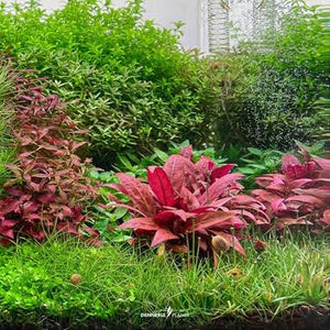 Tissue Culture-Alternanthera reinecki Micro Aquatic Shop