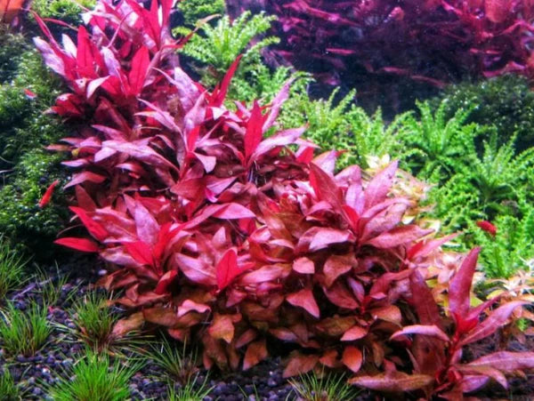 Tissue Culture-Alternanthera reinecki