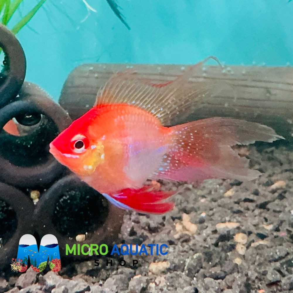 Rams - Gold Balloon Longfins Premier Pet