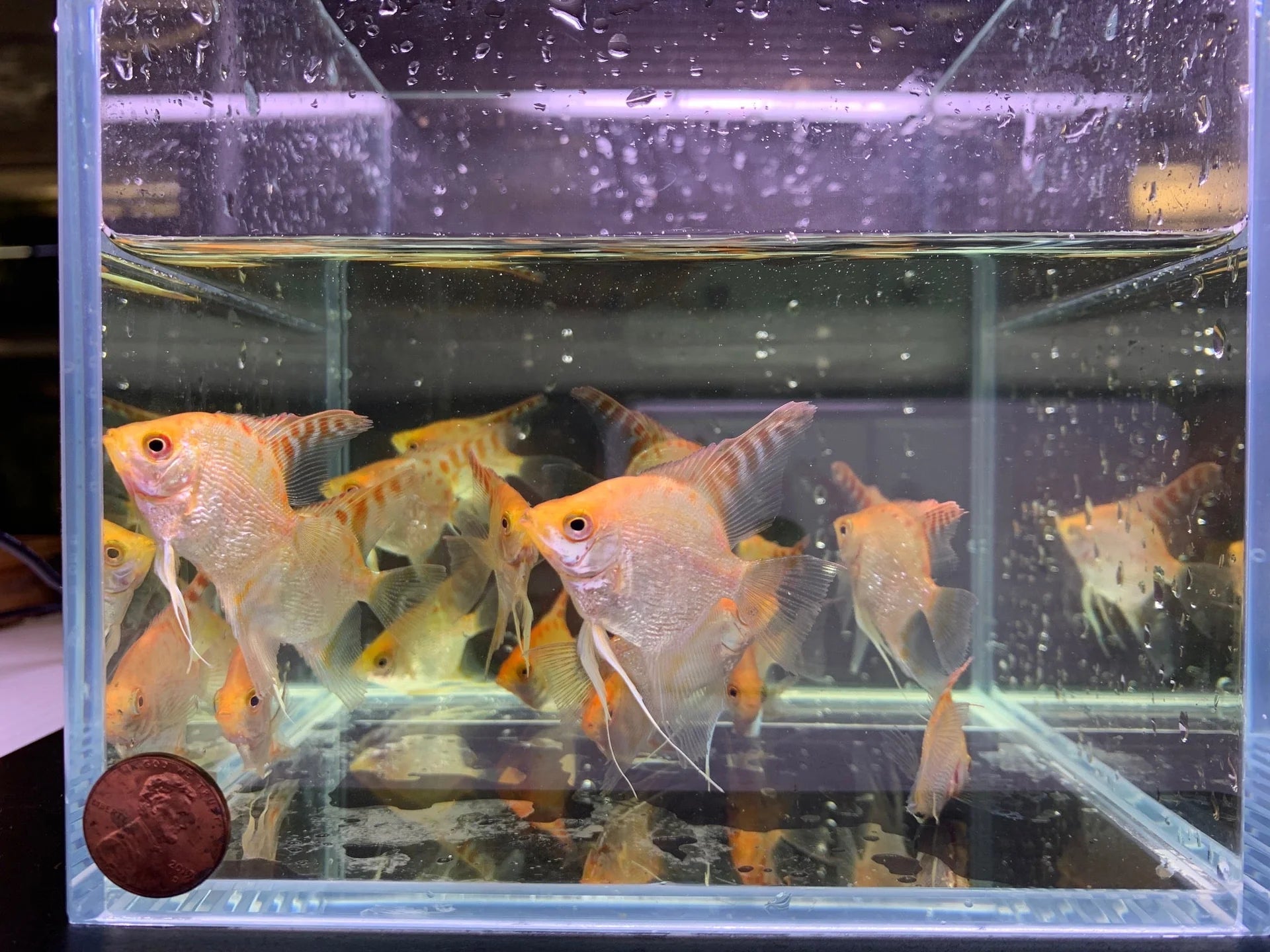 Angel fish - Pearl Scale Gold Micro Aquatic Shop