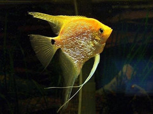 Angel fish - Pearl Scale Gold Micro Aquatic Shop