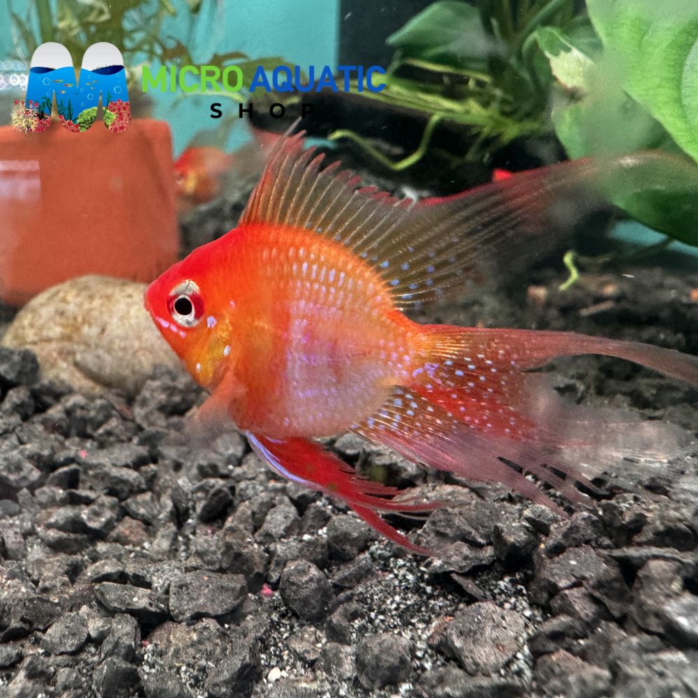 Rams - Gold Balloon Longfins Premier Pet