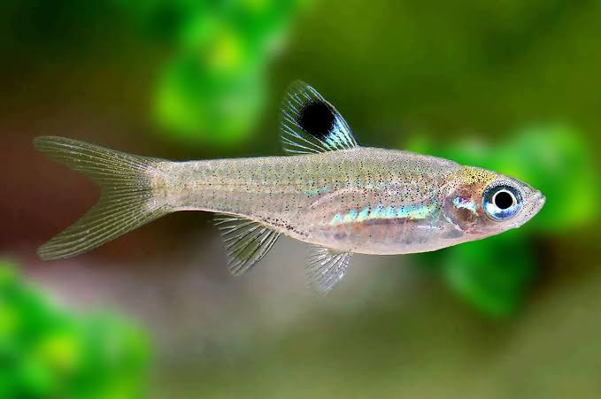 Emerald Eyes Rasbora 3cm