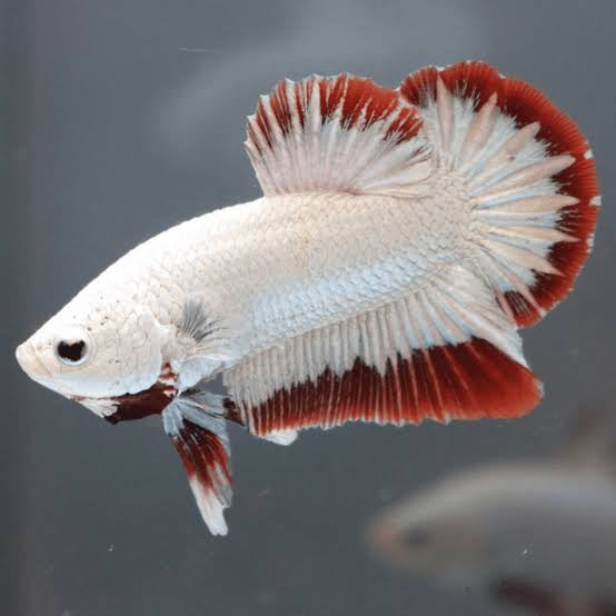 Betta - Red Dragon Plakat