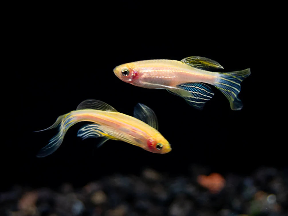 Danio - Gold Zebra Longfin 3cm Micro Aquatic Shop