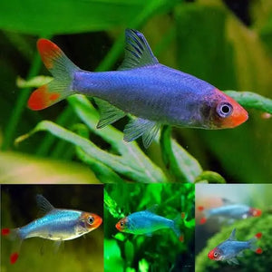 Burmese Rummy Nose Rasbora 2cm Micro Aquatic Shop