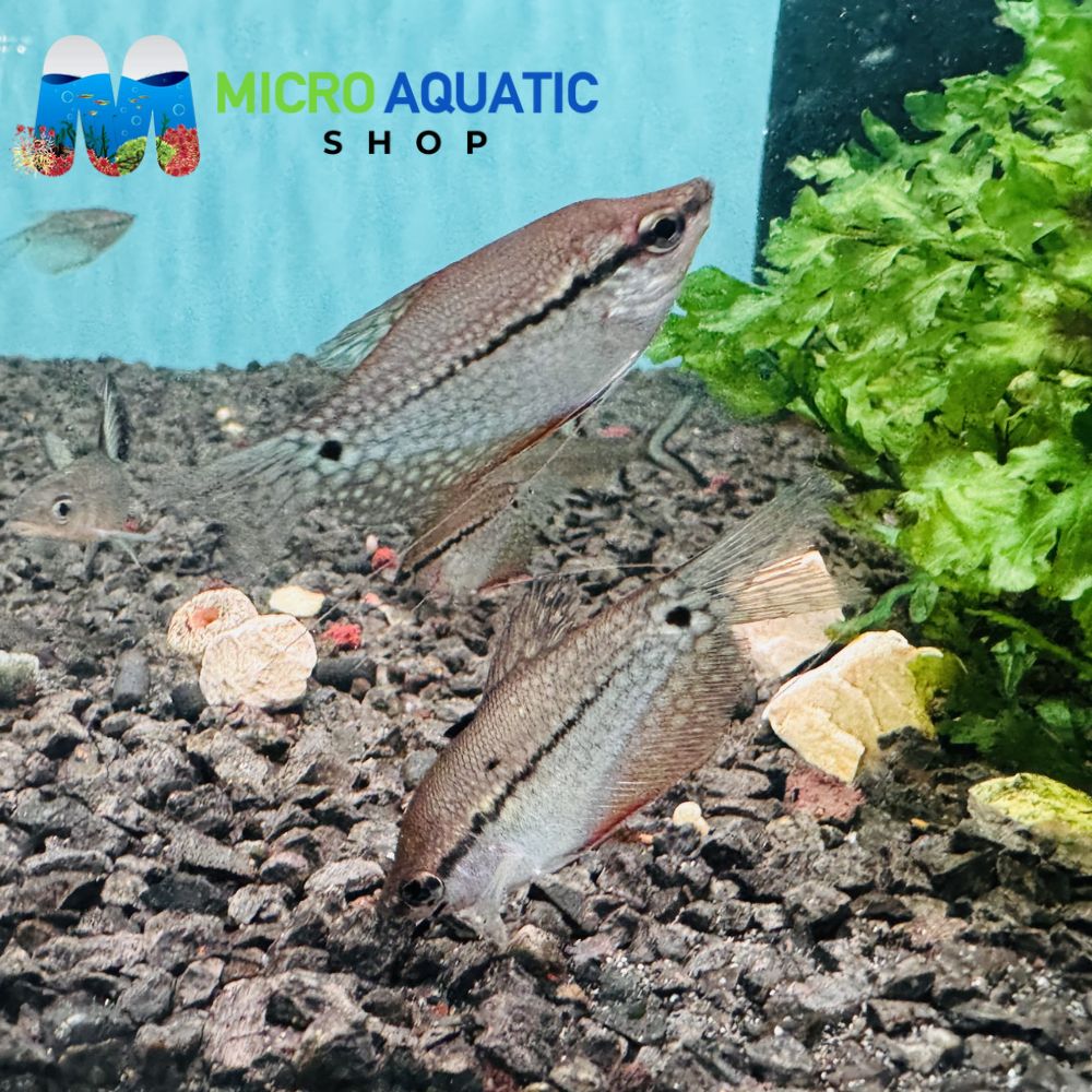 Gourami - Pearl 4-6cm Micro Aquatic Shop