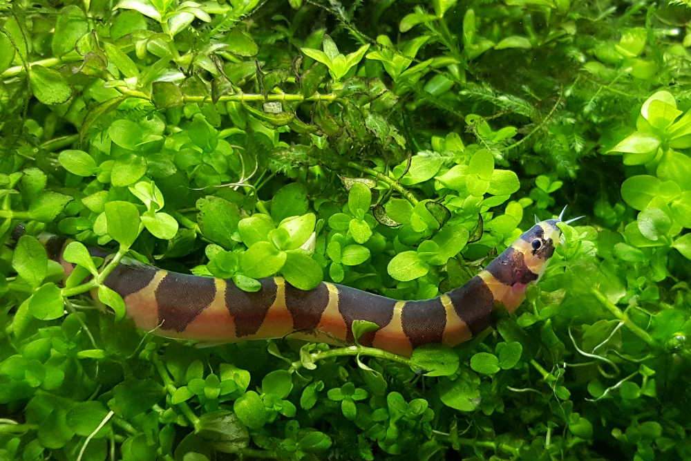 Kuhli Loach - Pangio Kuhlii Stripe Jumbo 7cm Micro Aquatic Shop