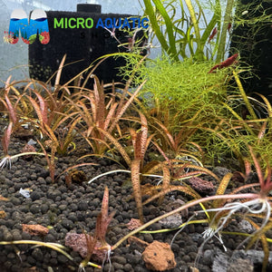Vallisneria - Tiger Micro Aquatic Shop