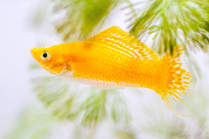 Molly – Gold Sailfin Molly (Poecilia latipinna ) 5cm Micro Aquatic Shop