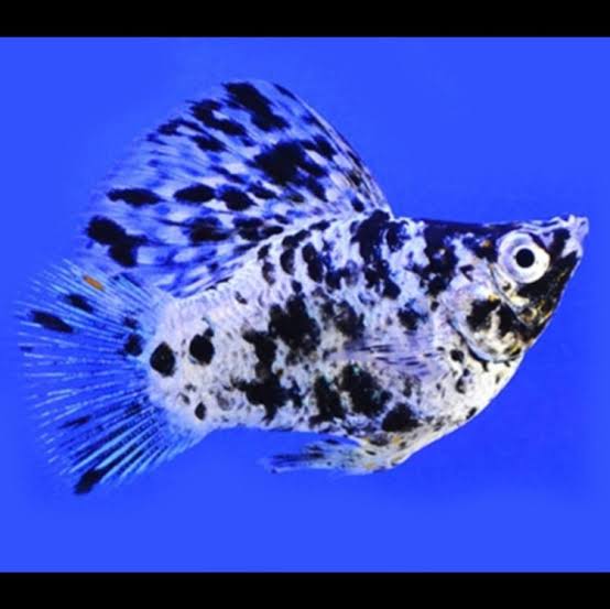 Mollies – Balloon Dalmatian 2cm Micro Aquatic Shop