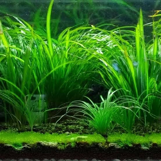 Vallisneria - Val Medium ( Nana ) Micro Aquatic Shop