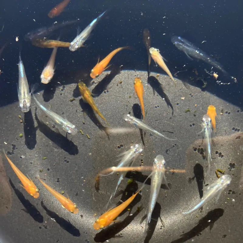 Japanese rice fish - Assorted Medaka 2cm Micro Aquatic Shop