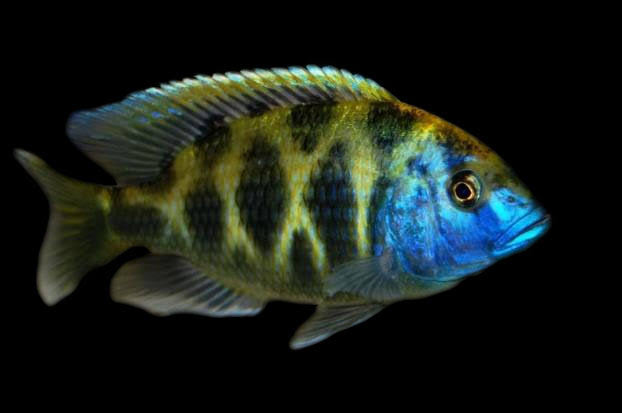 African Malawi Cichlid – Nimbo. Venustus - Giraffee Cichlid 5cm