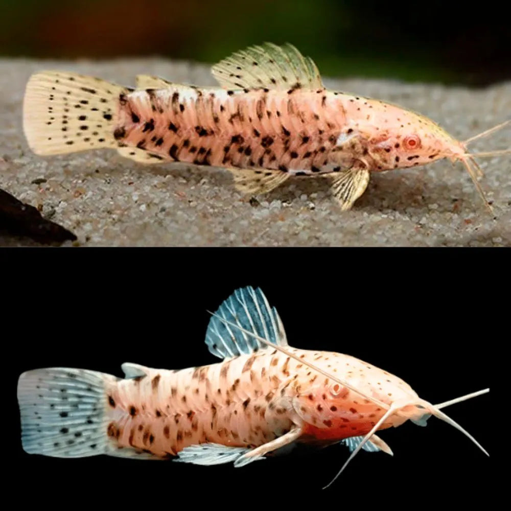 Catfish - Albino Spotted Hoplo 6cm Micro Aquatic Shop