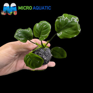Rare Anubias - Anubias Coin on rock Micro Aquatic Shop