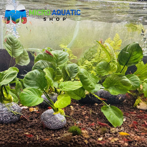 Rare Anubias - Anubias Coin on rock Micro Aquatic Shop