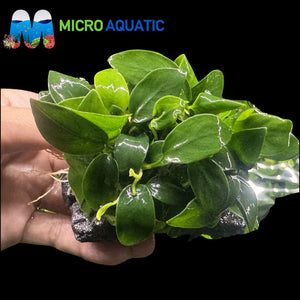 Rare Anubias - Anubias Petite on rock Micro Aquatic Shop