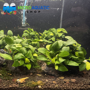 Rare Anubias - Anubias Petite on rock Micro Aquatic Shop