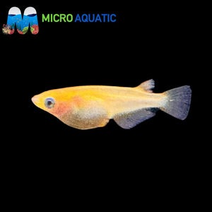 Japanese rice fish - Gold Medaka 2cm Micro Aquatic Shop