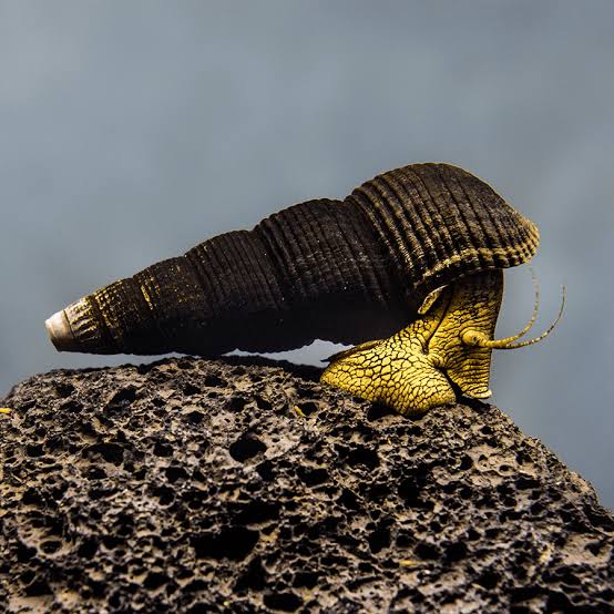 Black Poso Rabbit Snail 2cm Micro Aquatic Shop