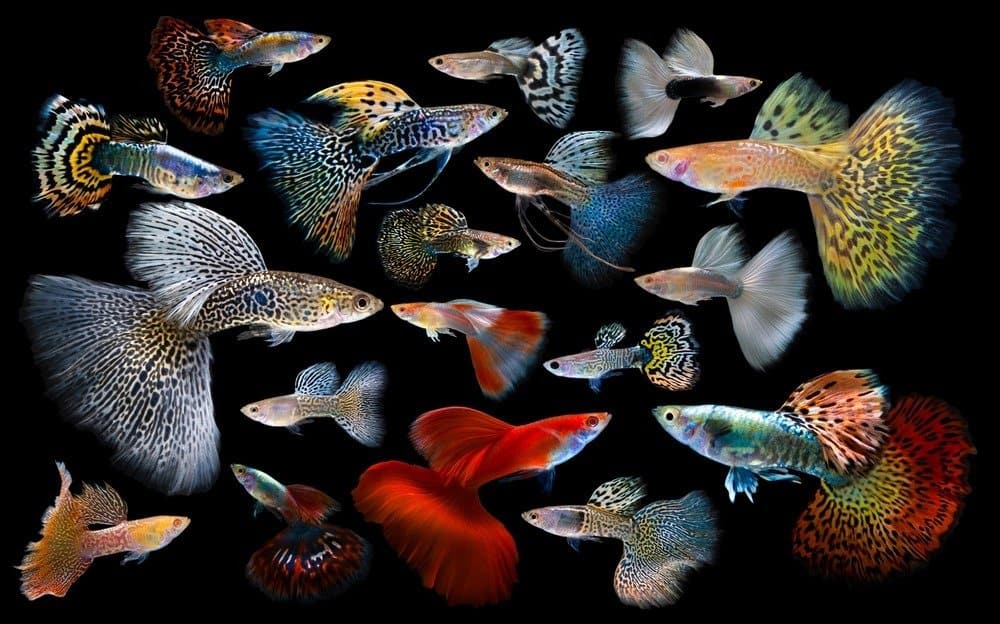 Guppy - Fancy Male Guppy Show Micro Aquatic Shop